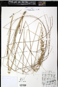 Sorghastrum secundum image