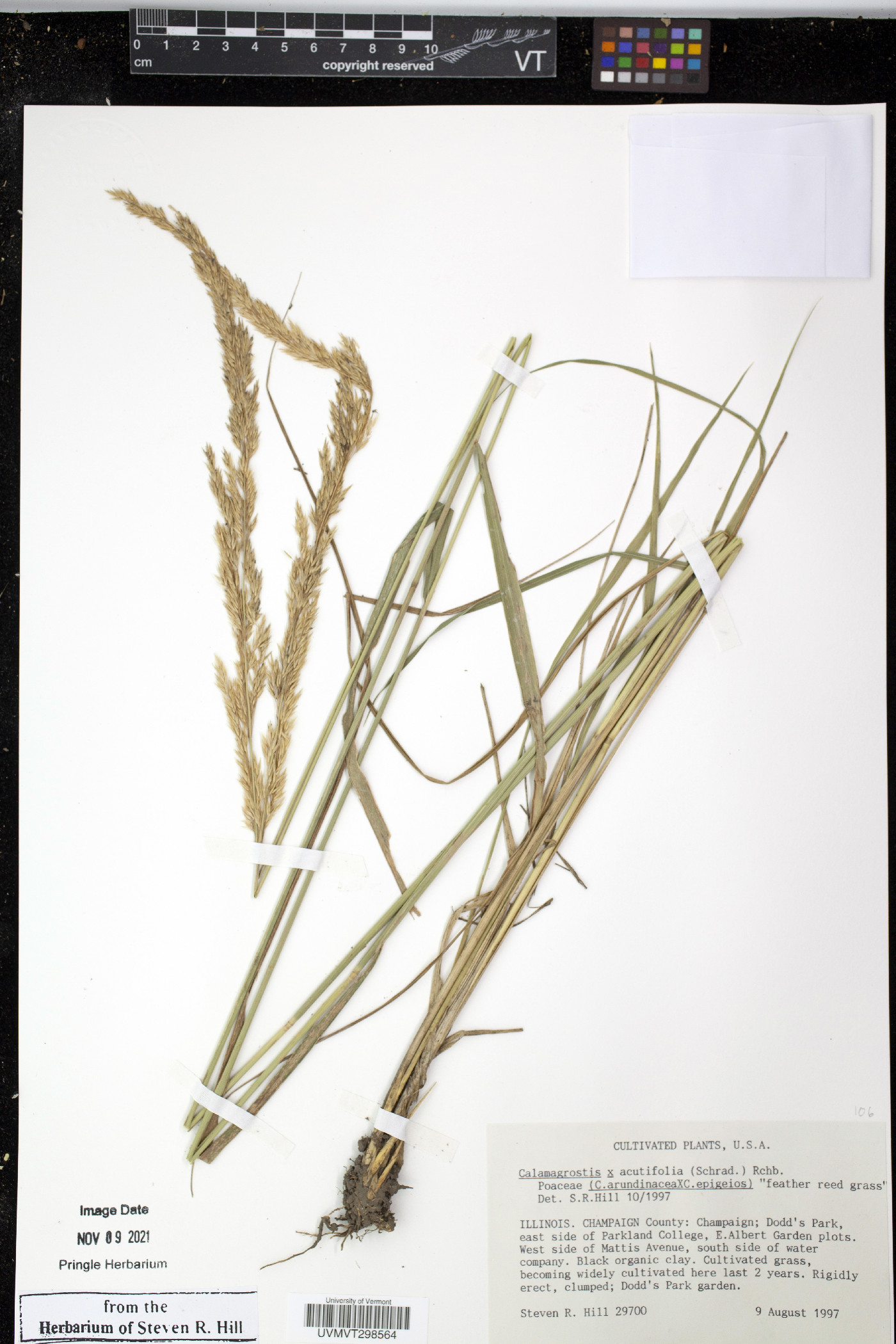 Calamagrostis x acutifolia image
