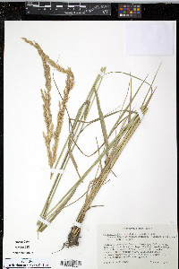 Calamagrostis x acutifolia image