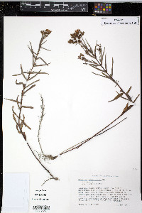 Hypericum sphaerocarpum image