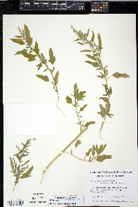 Chenopodium ficifolium image