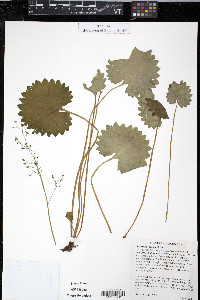 Micranthes nelsoniana var. nelsoniana image