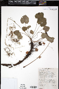 Heuchera micrantha var. micrantha image