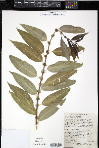 Salix amygdaloides image