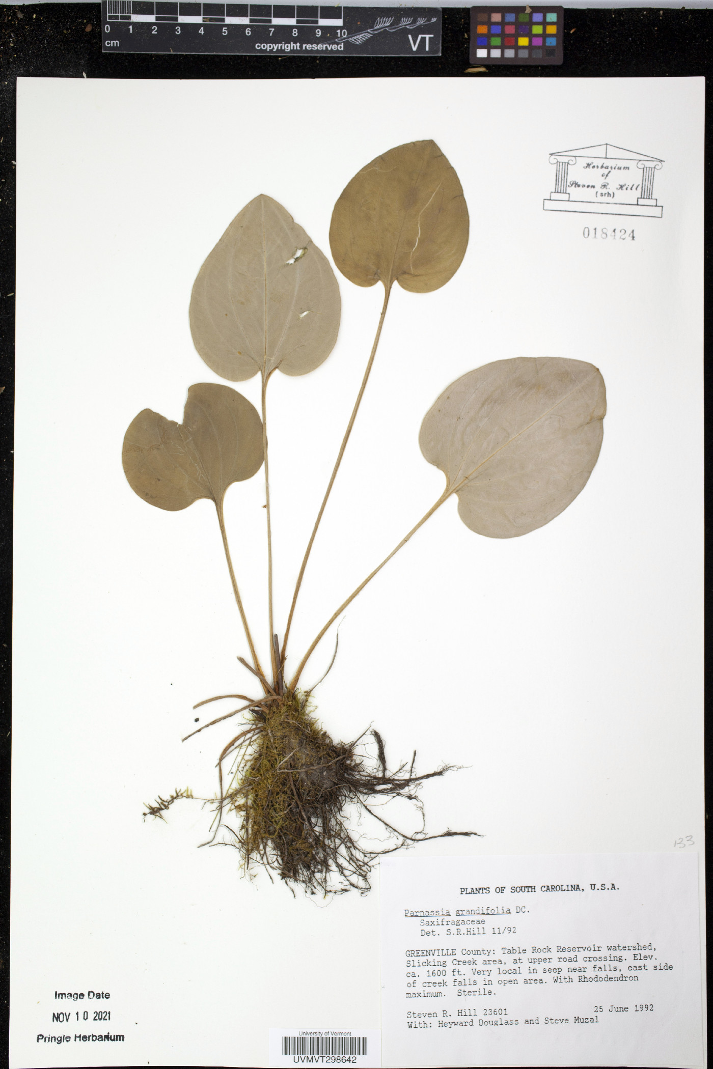 Parnassia grandifolia image