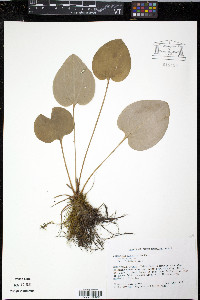 Parnassia grandifolia image