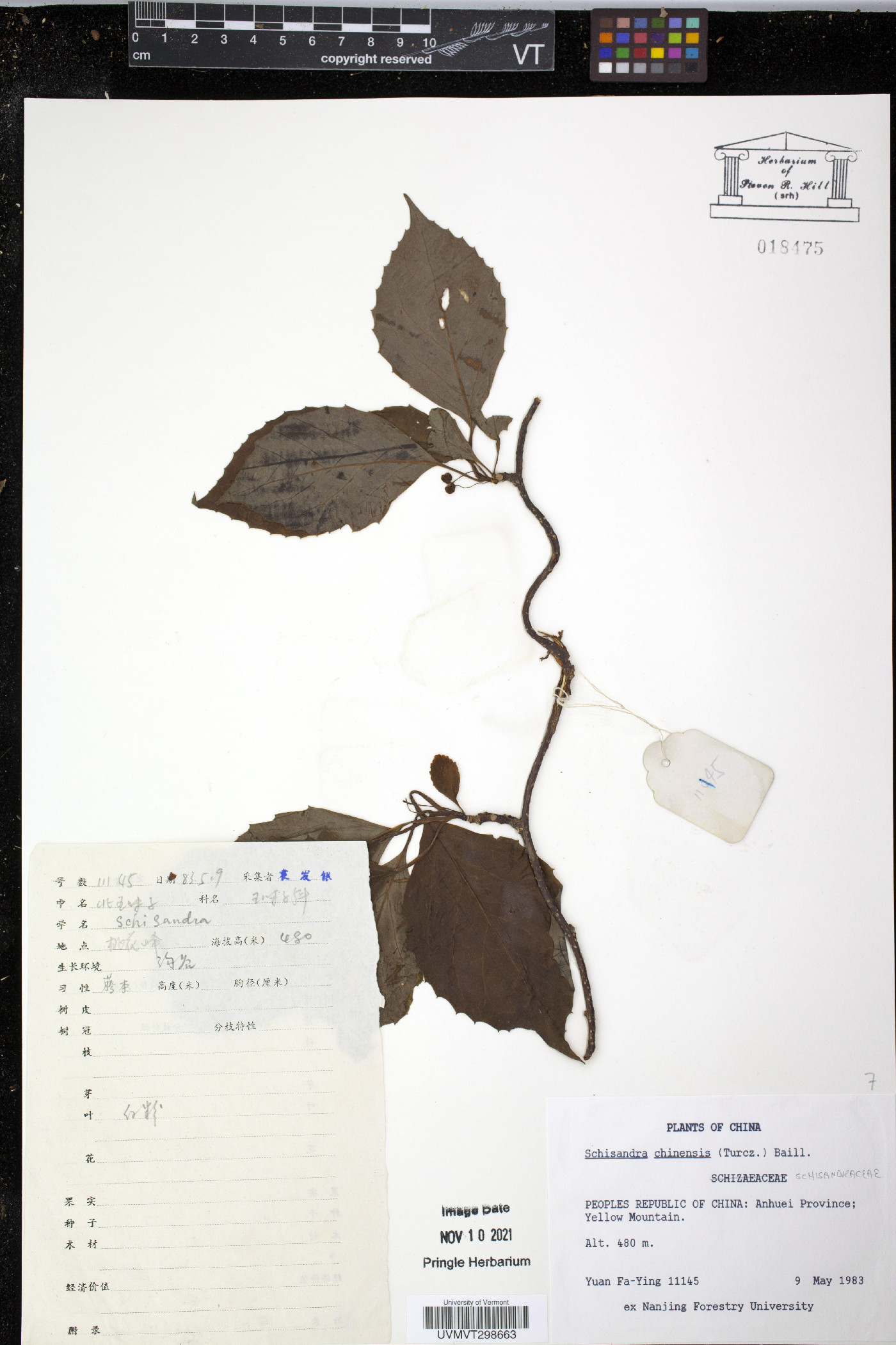Schisandra chinensis image