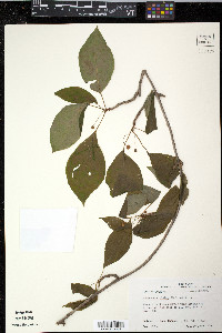 Schisandra glabra image