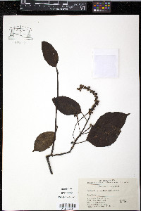 Image of Schisandra sphenanthera