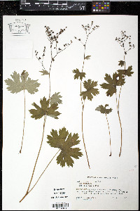 Boykinia aconitifolia image