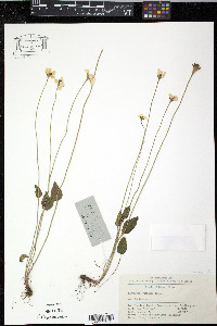 Parnassia oreophila image
