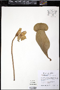 Sarracenia purpurea var. purpurea image