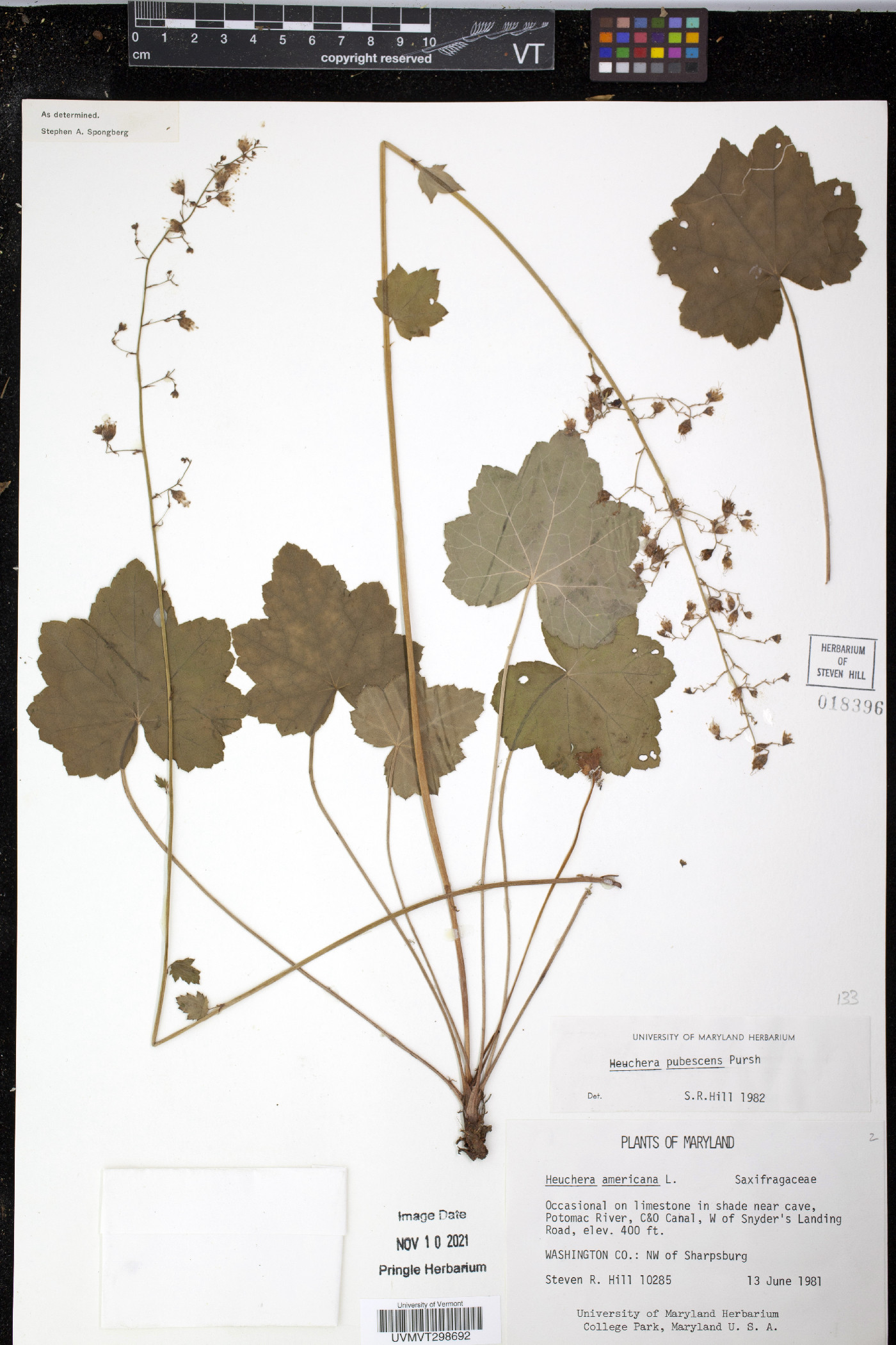 Heuchera pubescens image