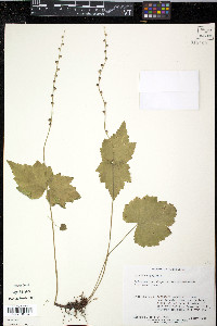 Mitella diphylla image