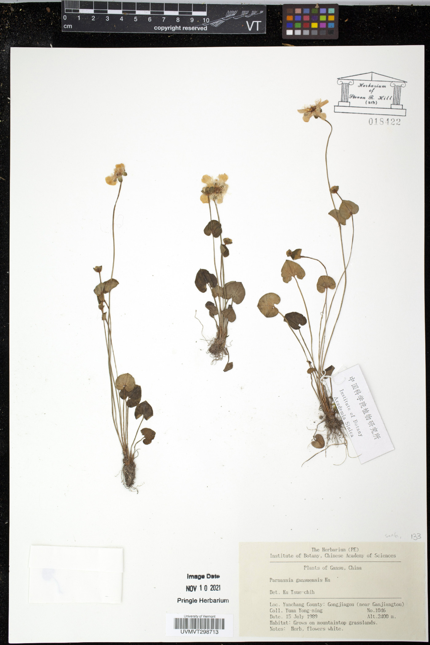 Parnassia gansuensis image