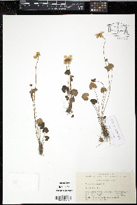 Image of Parnassia gansuensis