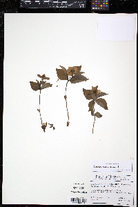 Cornus canadensis image