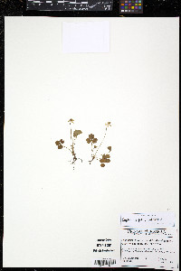 Coptis trifolia image