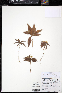 Trientalis borealis image