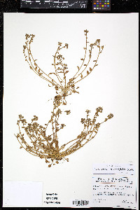 Cochlearia tridactylites image