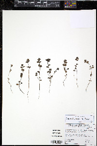 Euphrasia randii image