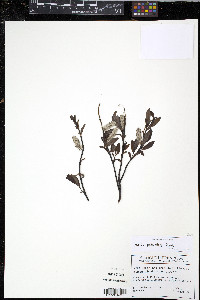 Salix pedicellaris image