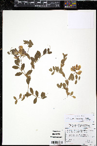 Lathyrus japonicus image