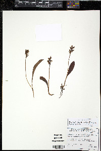 Platanthera obtusata image