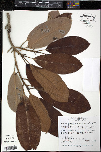 Manilkara bidentata image