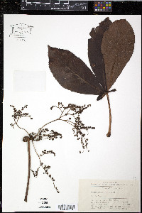 Rodgersia aesculifolia image