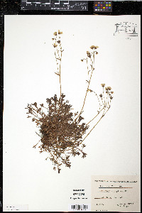 Saxifraga decipiens image