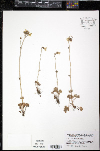 Saxifraga granulata image