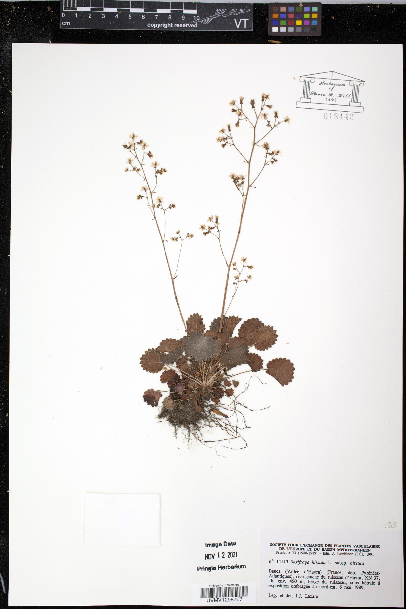 Saxifraga hirsuta image