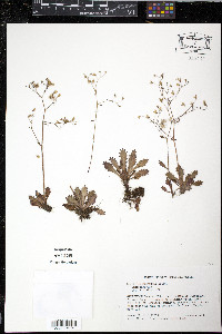 Saxifraga michauxii image