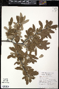 Sideroxylon lanuginosum subsp. lanuginosum image