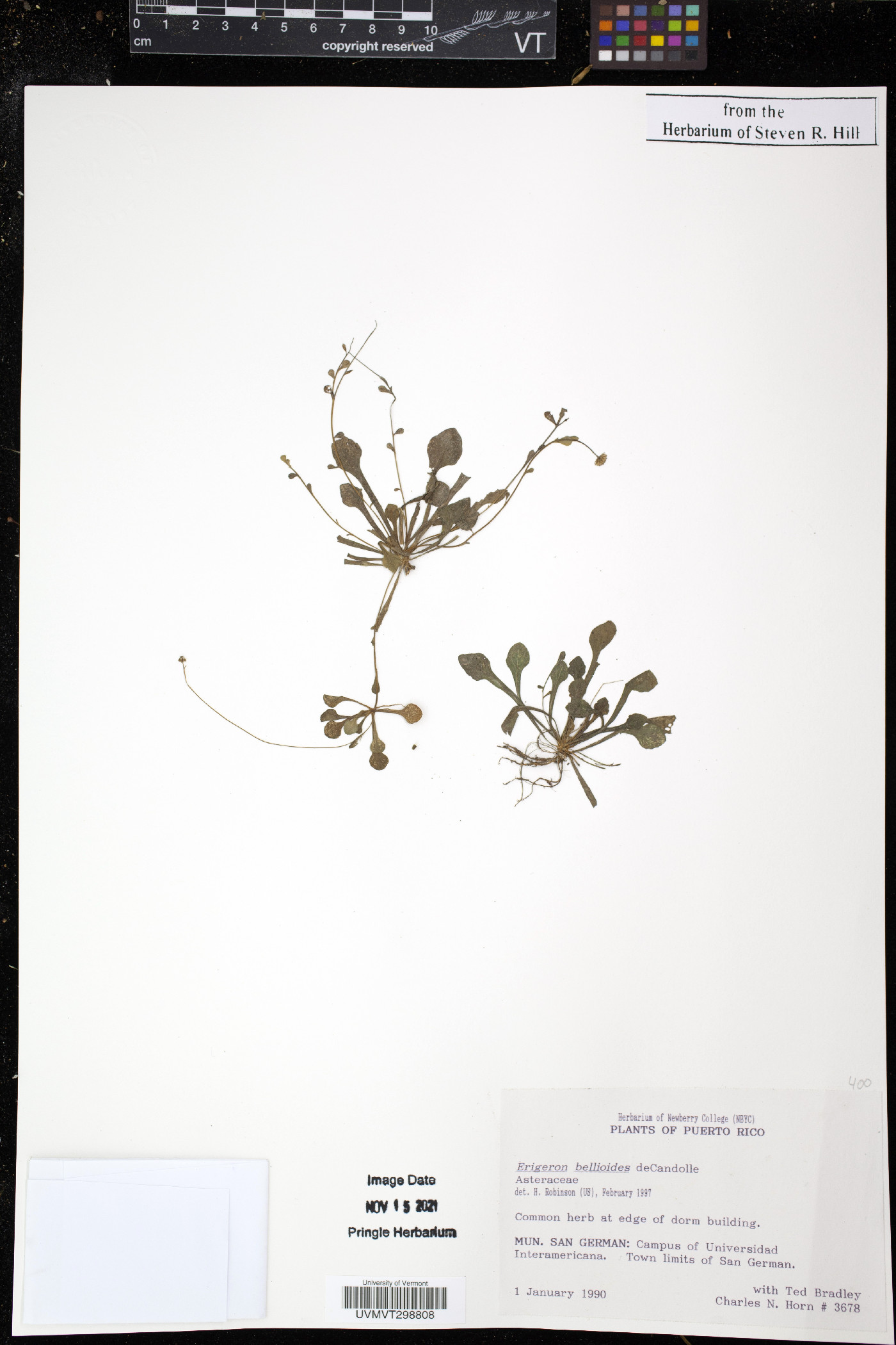 Erigeron bellioides image