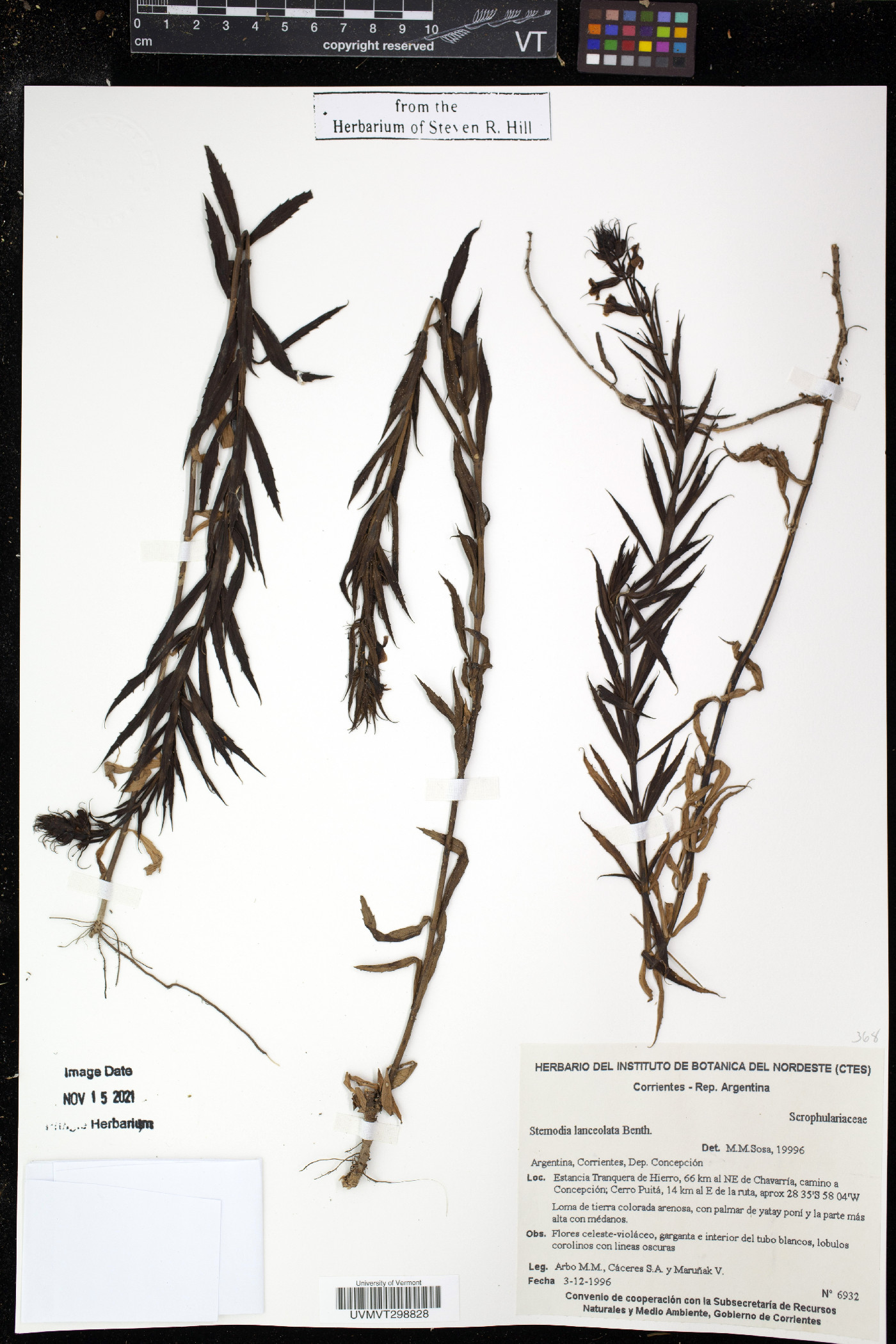 Stemodia lanceolata image