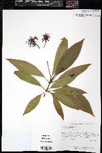 Illicium mexicanum image