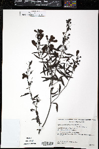 Agalinis genistifolia image
