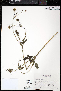 Bidens pilosa image