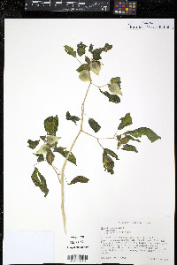 Physalis angulata image