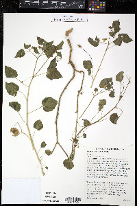 Physalis crassifolia image