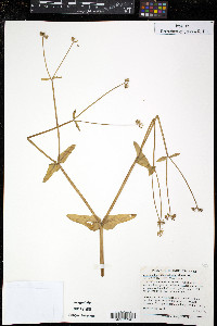 Valerianella chenopodiifolia image