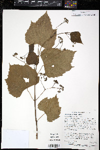 Ampelopsis cordata image