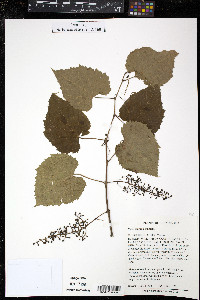 Vitis vulpina image