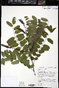 Amorpha nitens image