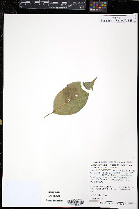 Banisteriopsis caapi image