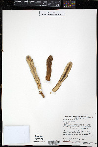 Oxalis tuberosa image