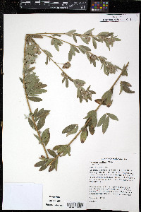 Lespedeza capitata image