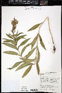 Physostegia speciosa image